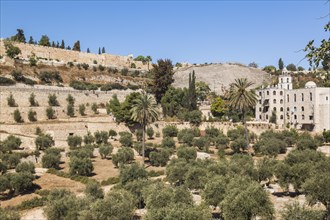 Cemetery with olive trees and fortified stone wall of the Old City of Jerusalem, Israel, Asia