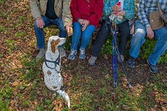 Four hikers take a break on a bench, their dog, a pointer, sits in front of it and waits, Bavaria,