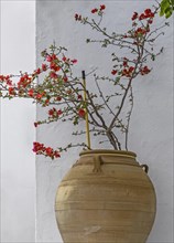 Chaenomeles japonica (Chaenomeles japonica) in an amphora in front of a white house wall, Lindos,