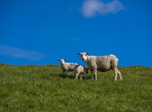 Sheep and lambs on the dyke at Hilgenriedersiel natural beach on the North Sea coast,