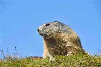 Alpine marmot (Marmota marmota) on a meadow with blue sky in the background in summer,