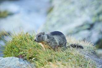 Alpine marmot (Marmota marmota) youngster on a meadow in summer, Grossglockner, High Tauern