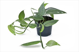 Potted tropical 'Epipremnum Pinnatum Cebu Blue' houseplant with silver-blue leaves on white