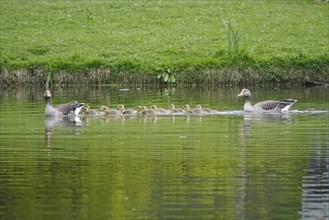 Pair of greylag geese with goslings, spring, Germany, Europe