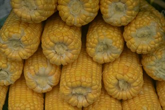 Close-up of multiple ears of yellow corn stacked together