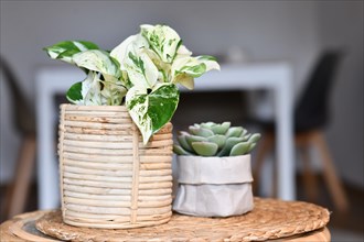 Exotic 'Epipremnum Aureum Manjula' pothos houseplant in basket flower pot on table with succulent