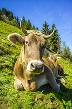 Single dairy cow, Allgaeu Brown cattle, alpine meadow, near Oberstdorf, Allgaeu, Bavaria, Germany,