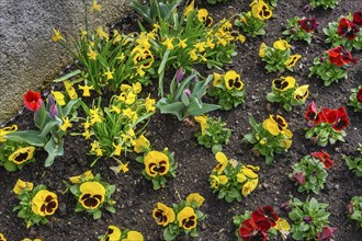 Pansies (Viola x wittrockiana), and daffodils (Narcissus), Allgaeu, Swabia, Bavaria, Germany,