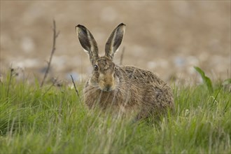 European brown hare (Lepus europaeus) adult animal in a grass field, England, United Kingdom,