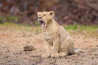 Yawning Asiatic lion (Panthera leo persica) cub sitting in the dessert, captive, habitat in India