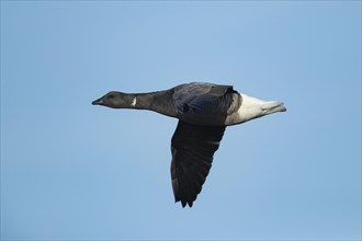 Brent goose (Branta bernicla) adult bird in flight, England, United Kingdom, Europe