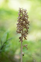 Bird's-nest orchid (Bird's-nest orchid nidus-avis), inflorescence with light reflections of the sun