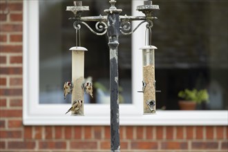 European goldfinch (Carduelis carduelis) three adult birds on a garden bird feeder, England, United