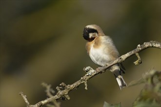European goldfinch (Carduelis carduelis) adult bird preening on a tree branch, England, United
