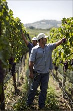 AI generated workers in a vineyard delicately select ripened clusters of ripe grapes