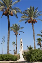 St-Peter's Church through Phoenix dactylifera, Date palm trees, Abrasha Park, Jaffa, Israel, Asia