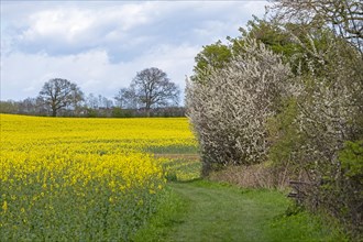 Rape field, flowering blackthorn, field path, Rabel, Schlei, Schleswig-Holstein, Germany, Europe