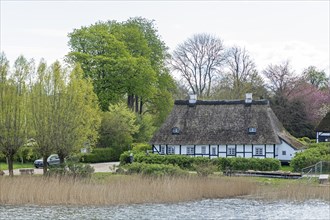 Thatched roof house, trees, Sieseby, Schlei, Schleswig-Holstein, Germany, Europe