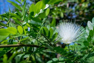 Sensitive plant called Mimosa Pudica. Phuket, Thailand, Asia