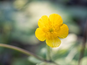 Woolly buttercup (Ranunculus lanuginosus), Leoben, Styria, Austria, Europe