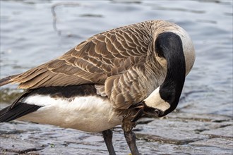 A Canada goose (Branta canadensis) preens its plumage, bank of the Main, Offenbach am Main, Hesse,