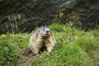 Alpine marmot (Marmota marmota) on a meadow in summer, Grossglockner, High Tauern National Park,