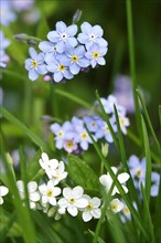 Forget-me-not, spring, Germany, Europe