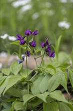 Spring vetch (Lathyrus vernus), Hainich, Thuringia, Germany, Europe