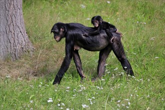 Bonobo, bonobo (Pan Paniscus), female, adult, young animal, foraging, Great ape, Primate,