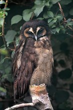 Brown wood owl (Strix leptogrammica), adult, on tree, vigilant, captive