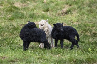 Two black and white-brown lambs are standing in a meadow. Two lambs sniff at each other. Ouessant