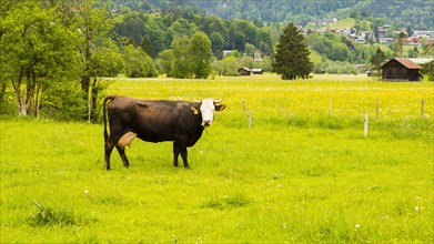 Single dairy cow, Vorderwaelder cattle, Vorderwaelder, Loretto meadows, near Oberstdorf, Allgaeu,