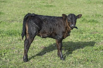 Newborn calf of the Herens cattle breed, Valais, Switzerland, Europe
