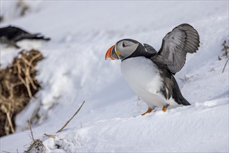 Puffin (Fratercula arctica), flapping its wings, snow, Hornoya, Hornoya, Varangerfjord, Finmark,