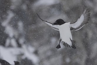 Razorbill (Alca torda), in flight, in the snow, Hornoya, Hornoya, Varangerfjord, Finmark, Northern