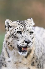 Portrait of a Snow leopard (Panthera uncia) in the forest, captive, habitat in Asia