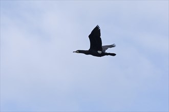 Cormorant in flight (Phalacrocorax carbo), Geltinger Birch, Goldhoeft, Nieby, Schlei,