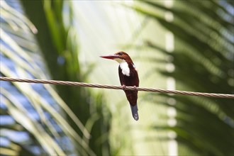 White-throated kingfisher (Halcyon smyrnensis) or Common kingfisher in Kerala's backwaters,