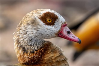 Egyptian geese (Alopochen aegyptiaca), head, portrait, on the banks of the Main, Offenbach am Main,