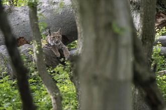 Eurasian lynx (Lynx lynx), captive), coordination enclosure Huetscheroda, Thuringia, Germany,