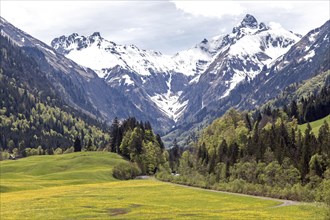 Landscape with yellow flowering meadow and tree, Kratzer and Trettachspitze in the background,