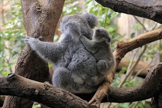 Koala (Phascolarctos cinereus), adult with young animal, on tree, mother with young animal, on