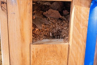 Nature conservation as an insect hotel to help beetles in a wooden box