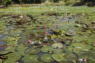 Nymphaea pubescens or hairy water lily or pink water lily, Backwaters, Kerala, India, Asia