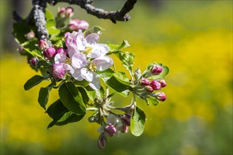 Flowering fruit trees in the orchards of the Swabian Alb, flowering apple tree, Weilheim an der