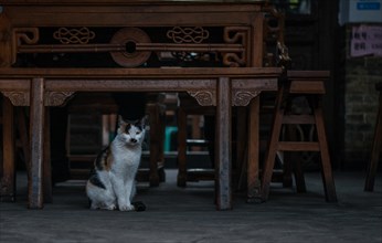 Cat, felis cato, china