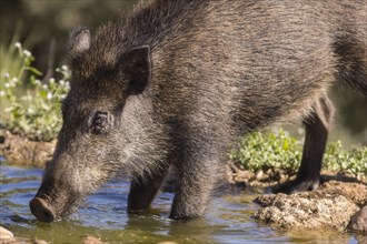 Wild boar (Sus scrofa) at the drinking trough, Extremadura, Castilla La Mancha, Spain, Europe