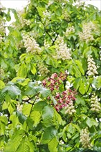 Chestnut blossom, April, Germany, Europe