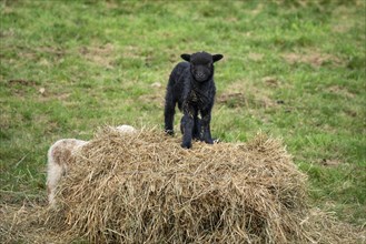 A black lamb stands on a hay bale, a white-brown one behind it. Ouessant sheep (Breton dwarf sheep)