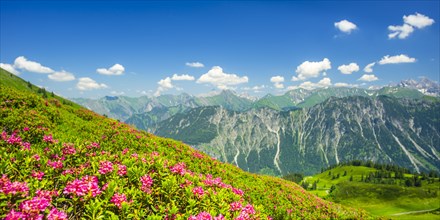 Alpine rose blossom, panorama of the Fellhorn, behind it the Allgaeu Alps, Allgaeu, Bavaria,